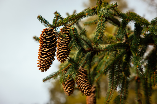 Cones hanging on a spruce tree