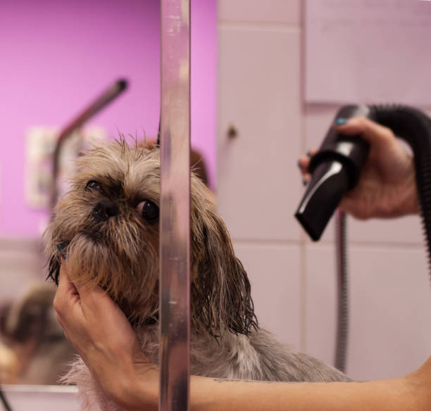 istock Caring for a dog in a grooming salon 1438442503