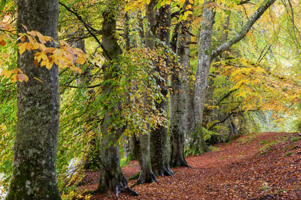 istock Row of trees in Autumn/Fall 1438442561