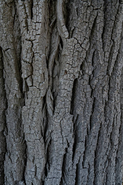 Close up of tree trunk