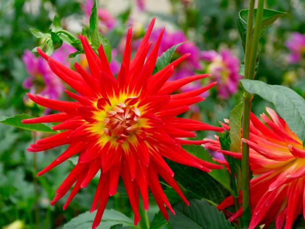 istock Dahlia La Boissiere 1438444772