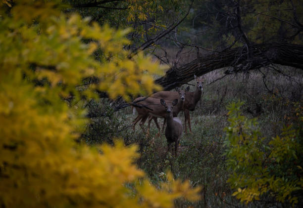 istock A trio of deer in the forest 1438445858