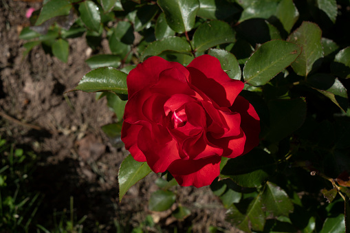 Bouquet of red roses on a black background. Top view