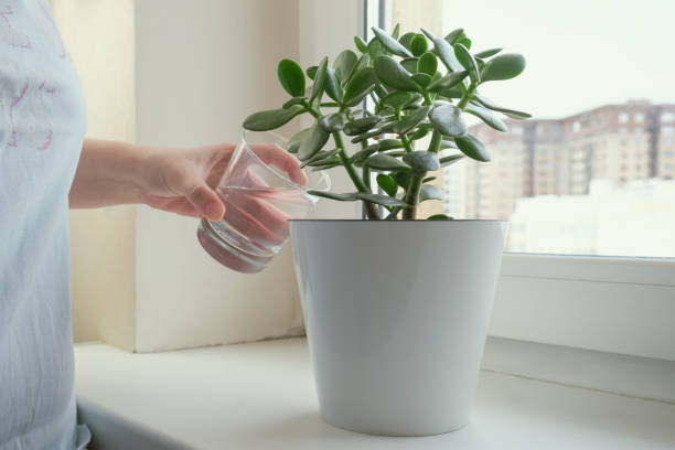 Woman waters crassula in a white flower pot stands on a windowsill Woman waters crassula in a white flower pot stands on a windowsill. Proper care of succulents. Home plants on the windowsill. jade plant stock pictures, royalty-free photos & images