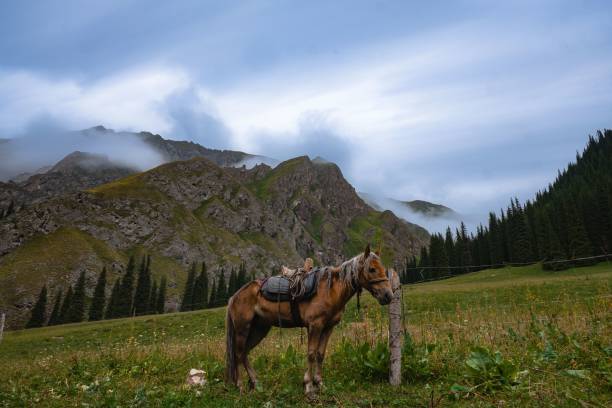 istock Brown horse grazing in mountains 1438448006