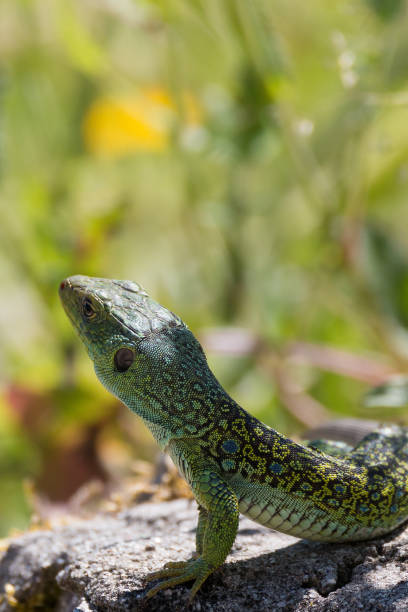 istock Vertical closeup of an Agama on a rock surrounded by greenery under the sunlight 1438449121