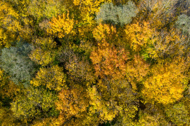 istock Autumn Colorful Forest from Bird's Eye View 1438451074