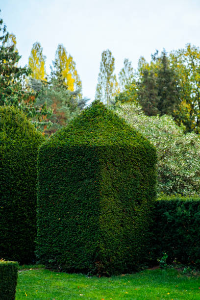 Shaped bush in the Assistens Cemetery in Copenhagen. Deadpan image of bush.