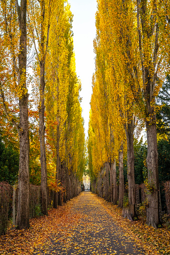 Avenue with yellow populus trees in autumn