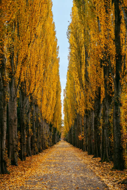 Yellow populus trees in autumn, Assistens Cemetery, Copenhagen