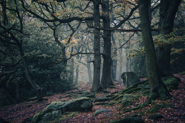 istock Autumn Woodland 1438453695