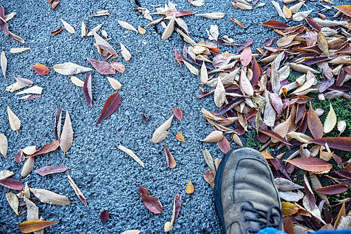 High angle view looking down at a walking shoe boot and fallen, scattered, mostly ash tree autumn leaves strewn and drying on an asphalt footpath.