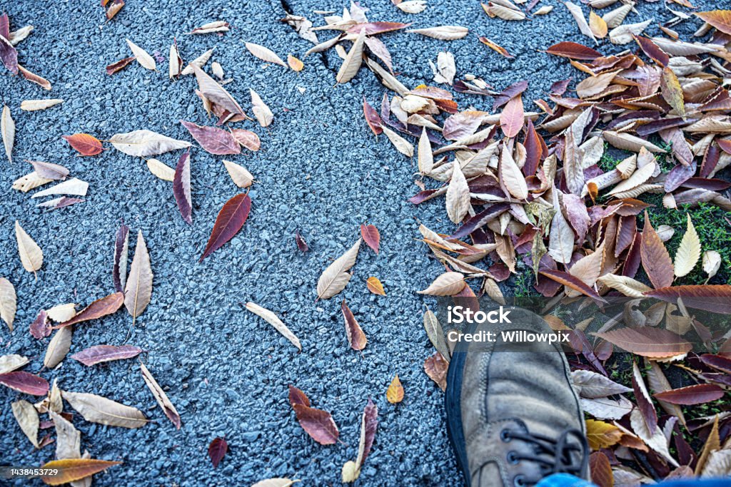 Fallen Leaves on Asphalt Footpath High angle view looking down at a walking shoe boot and fallen, scattered, mostly ash tree autumn leaves strewn and drying on an asphalt footpath. Ash Tree Stock Photo