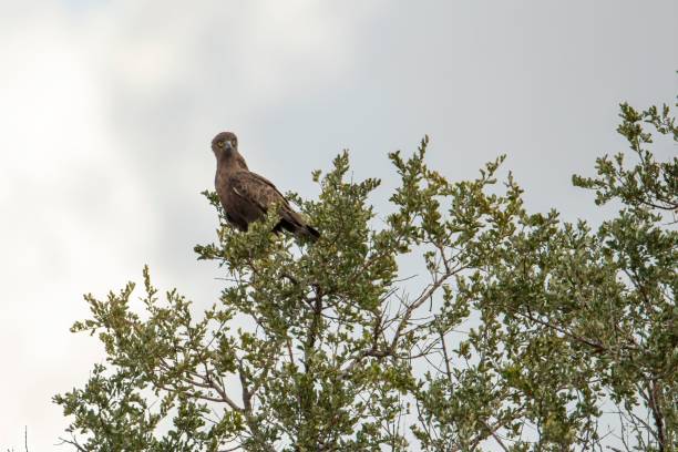 Brown snake eagle, Circaetus cinereus standing on a tree branch in Kruger national park,South Africa A Brown snake eagle, Circaetus cinereus standing on a tree branch in Kruger national park, South Africa brown snake eagle stock pictures, royalty-free photos & images