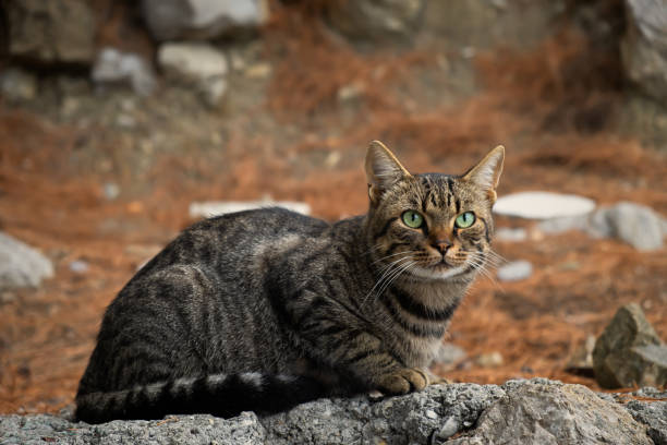 istock Striped young cat sitting park. Close-up portrait. 1438455378