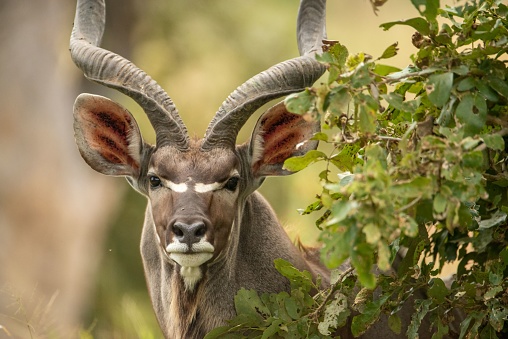 Closeup of a spiral-horned kudu, Tragelaphus strepsiceros in the Kruger national park, South Africa