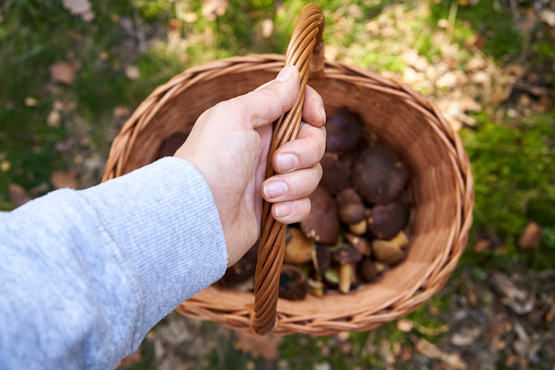 Hand holding a basket with fresh wild edible mushrooms - pine boletes in the forest, top view