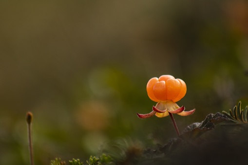 A juicy cloudberry, ripe and ready for harvest on the arctic tundra.