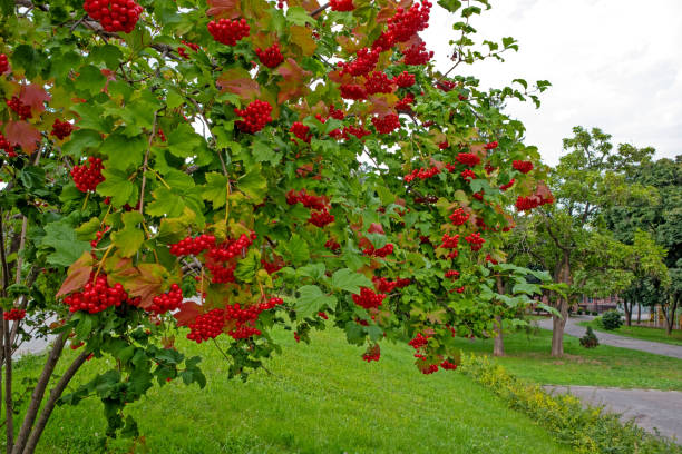 Viburnum bush with red berries in the city park stock photo