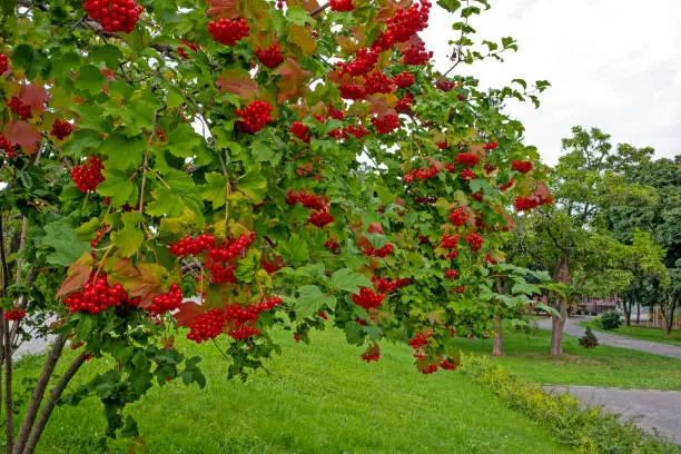 Viburnum bush with red berries in the city park