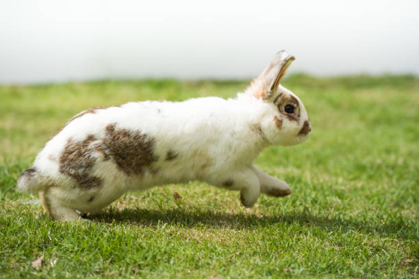 istock Rabbit running and jumpping on green grass. Home decorative rabbit outdoors. Little bunny, Year of the Rabbit Zodiac, Easter bunny. 1438460140