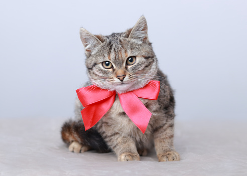 Cute Cat with red bow tie. Greeting card with women's day, birthday, mother's day. Cute Cat sitting on white background  looking at camera. Valentine day. Copy space for text. Close-up of a Kitten.