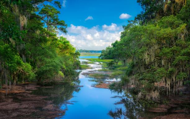 istock Aerial view of swamp surrounded by dense trees 1438460432
