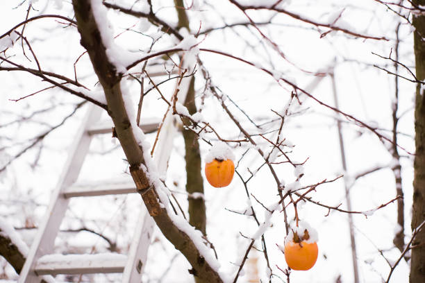 Orange persimmon fruits on the grey backdground under the snow. Unusually winter view.