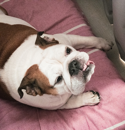 Cute English Bulldog on her bed, photographed from above in beautiful light