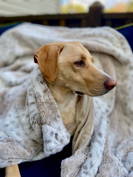 istock A yellow labrador retriever dog wrapped in a blanket 1438462402