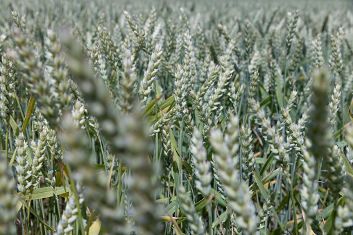 A field with green unripe cereal wheat, a field where wheat is grown in the summer season