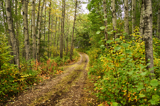 Leaf-covered dirt road running through a forest in the countryside in the early autumn