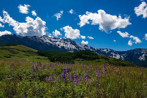 Purple wildflowers and snow capped peaks in San Juan mountains near Telluride and Ridgway Colorado in southwestern USA.