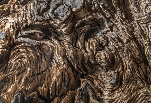 Photo of Patterns in burl