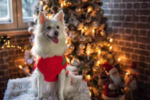 Portrait of cheerful dog sitting in a chair by Christmas tree. Christmas for pets concepts