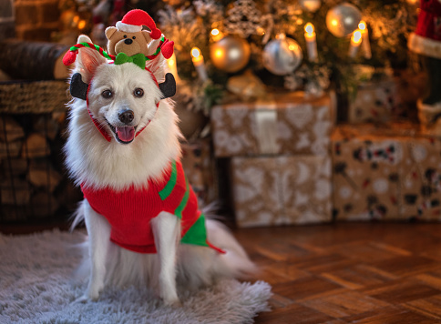 Portrait of happy puppy dog in red sweater celebrating Christmas. Christmas for pets concepts