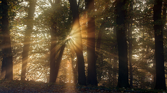 Sonnenstrahlen im Morgennebel des Waldes