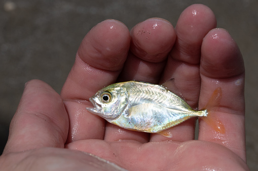 A juvenile crevalle jack that was caught in a seine net off Galveston, Texas