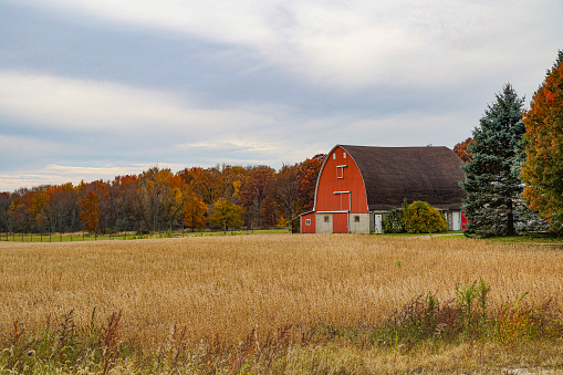 RUSTIC RED BARN AND MAPLE TREES WITH COUNTRY ROAD SOUTH OF DANVILLE, VERMONT
