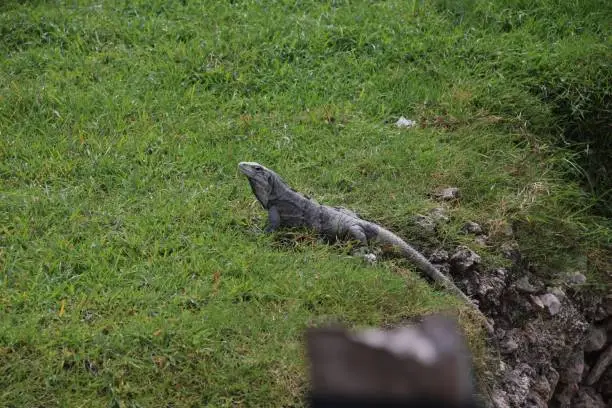 Photo of Beautiful iguana resting in a green forest