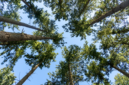 Looking up pine forest. european trees in forest against a clear blue sky. bottom view background
