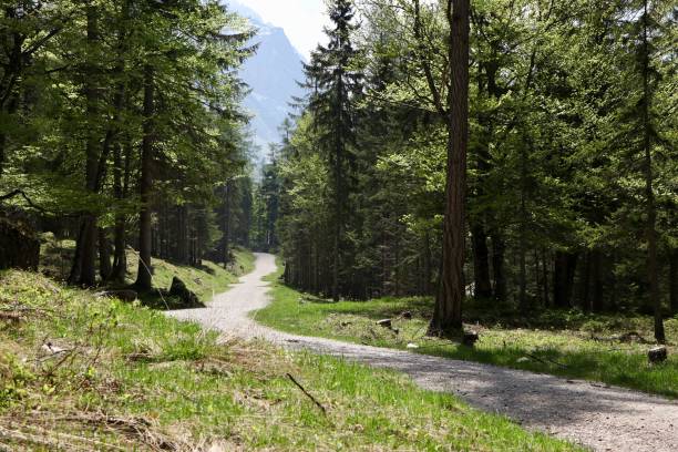 istock Narrow pathway in a forest surrounded by beautiful green trees 1438479907