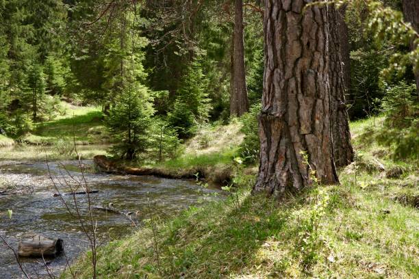istock Narrow river in a forest surrounded by beautiful green trees 1438479910