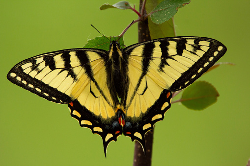 Beautiful bright Canadian tiger swallowtail is sitting on a branch of the tree in warm summer day with open wings, light green background.