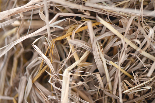 haystack or natural dry hay straw in grain field in farm. Pattern texture background. stalk in livestock.