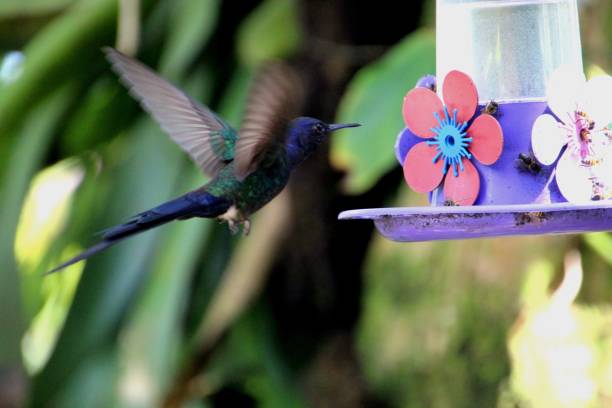 istock bird hummingbird trochilidae 1438482760