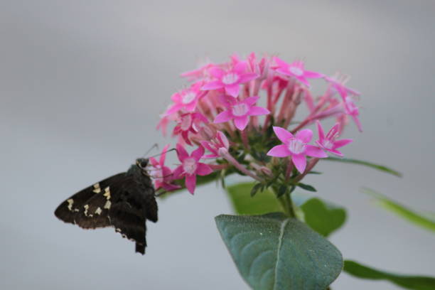 Brown Butterfly on pink Egyptian Starcluster Flower, pentas ianceolata, rubiaceae.