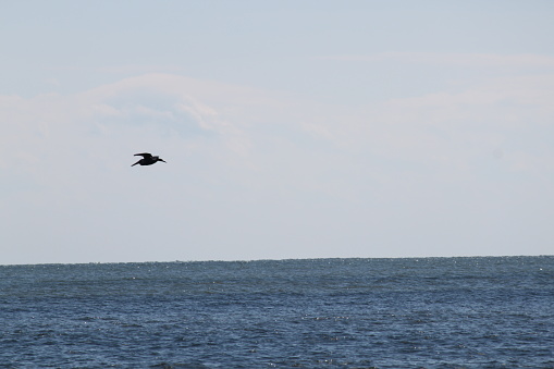 Pelican bird flying over Atlantic Ocean.
