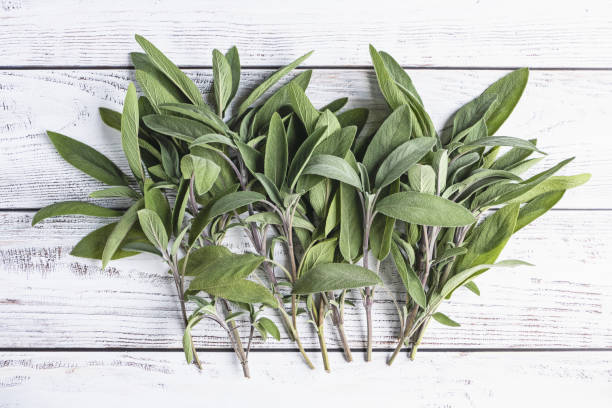 istock Sage on white wooden background, sage herb picked for medicinal and culinary use, flat lay 1438489107