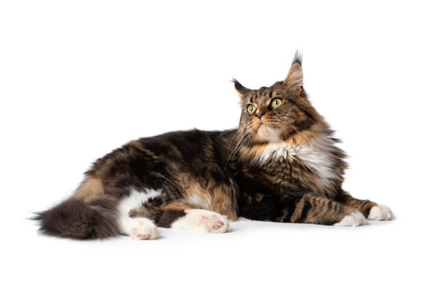 istock Maine Coon cat lies on a white background 1438489253